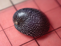 Neripteron neglectum