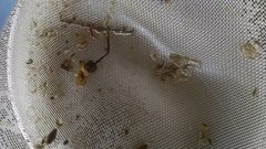 Synidotea laticauda