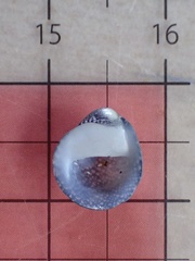 Neripteron neglectum