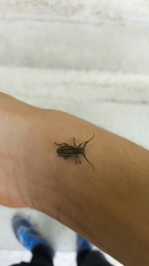 Neodorcadion bilineatum