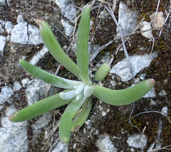 Dudleya densiflora