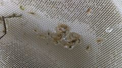 Synidotea laticauda