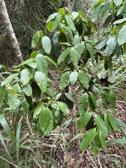 Pimenta dioica