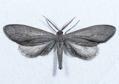 Glaucina macdunnoughi