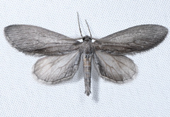 Glaucina macdunnoughi