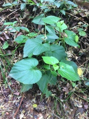 Viola reichenbachiana