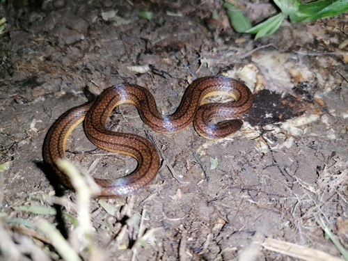 Photo of a Three-lined Ground Snake (Atractus trilineatus)