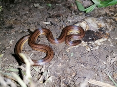 Atractus trilineatus