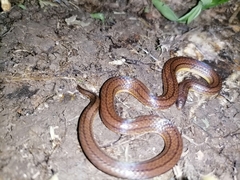 Atractus trilineatus