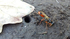 Sphex dorsalis