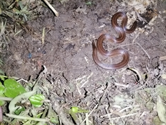 Atractus trilineatus