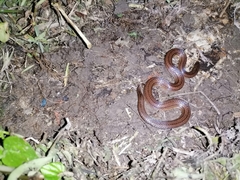Atractus trilineatus
