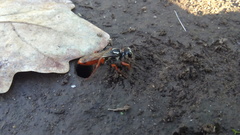 Sphex dorsalis