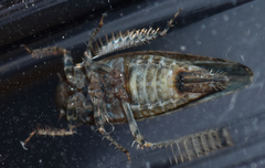 Paraphlepsius tennessus
