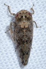 Paraphlepsius tennessus