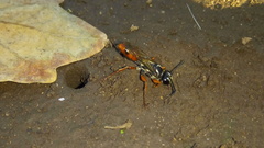 Sphex dorsalis