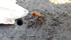 Sphex dorsalis