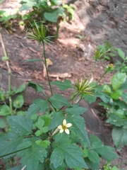 Bidens riparia