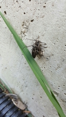 Neodorcadion bilineatum