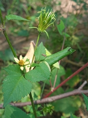 Bidens riparia