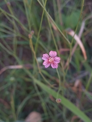 Bidens rostrata