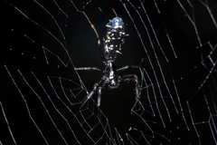 Micrathena spitzi