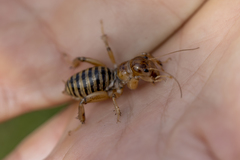 Ammopelmatus pictus