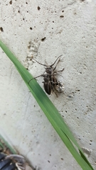 Neodorcadion bilineatum