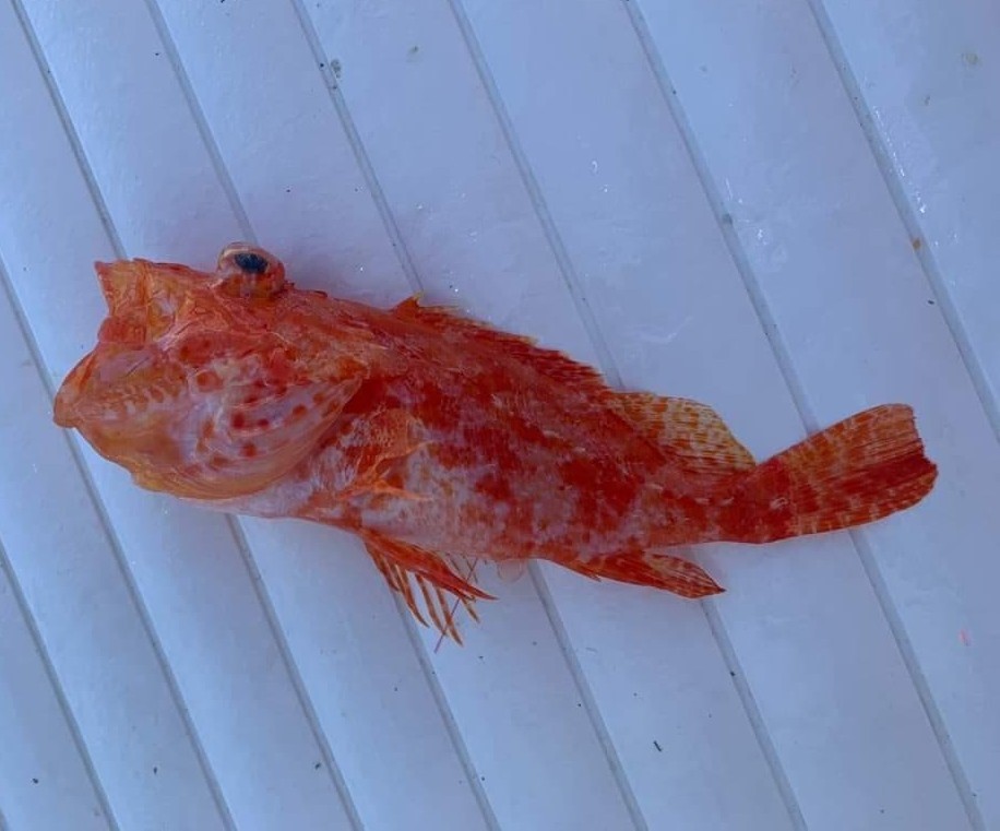 Longsnout Scorpionfish photo 2