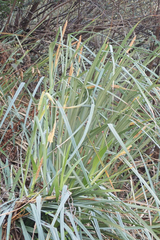Carex spissa