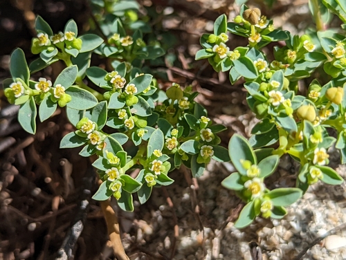 Euphorbia mesembryanthemifolia image