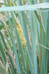 Carex spissa