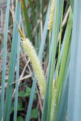 Carex spissa