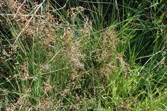 Juncus rugulosus