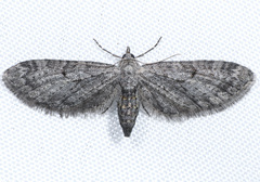 Eupithecia annulata