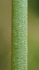 Juncus rugulosus