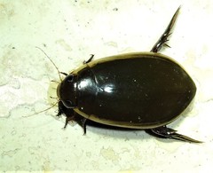 Cybister tripunctatus