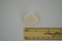 Lioconcha hieroglyphica