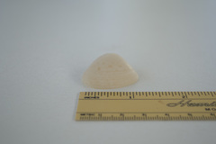 Lioconcha hieroglyphica