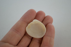 Lioconcha hieroglyphica