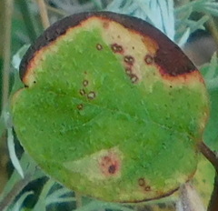 Naohidemyces vacciniorum