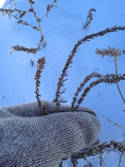 Salsola collina