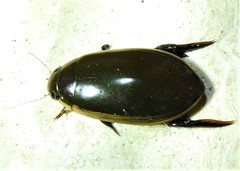Cybister tripunctatus