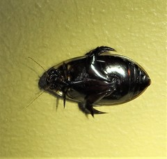 Cybister tripunctatus
