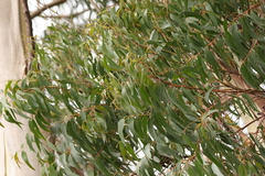 Eucalyptus oreades