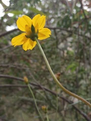 Electranthera cuneifolia