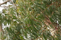 Eucalyptus oreades