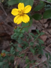 Electranthera cuneifolia