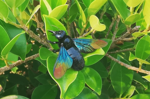 Xylocopa auripennis Lepeletier, 1841