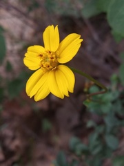 Electranthera cuneifolia